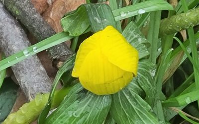 Spaziergang in den Frühling